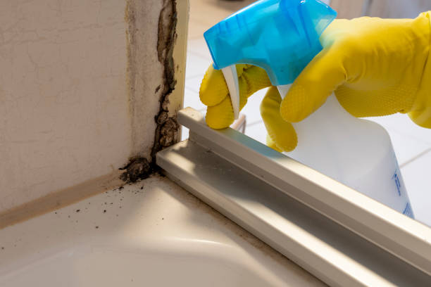 Best Water Damage & Mold Remediation  in Bastrop, LA